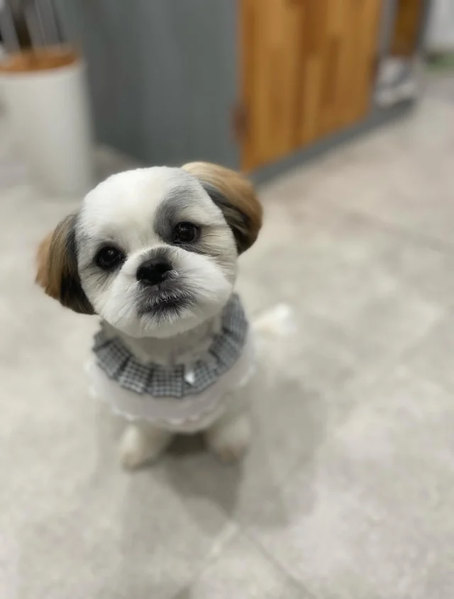 .
いくらちゃん

犬生初めてのカット‪✂︎‬
最初はお顔のカットを怖がっていましたが、
段々と疲れて眠くなってきたのか、
ハサミの音が心地よくなったようで眠っておりました😴
ご家族に「誰！？」ととても喜んで頂けて、嬉しかったです☺️
何気に当店お初のシーズーちゃんでした！

𖤣𖤥𖠿𖤣𖤥𓂃◌𓈒𓐍𓂃𓈒𓂂✿.*･𖤣𖤥𖠿𖤣𖤥𓂃◌𓈒𓐍𓂃𓈒𓂂✿.*･

dog salon はくまめの家

千葉県野田市七光台71-9

TEL  050-1724-8906

ご予約やお問い合わせはLINEから！
ID  @296oprzy

𖤣𖤥𖠿𖤣𖤥𓂃◌𓈒𓐍𓂃𓈒𓂂✿.*･𖤣𖤥𖠿𖤣𖤥𓂃◌𓈒𓐍𓂃𓈒𓂂✿.*･

#はくまめの家#トリミング#野田市トリミング#七光台#犬#トイプードル#プードルカット#看板犬#はくまい#くろまめ#いぬすたぐらむ#愛犬#テディベア#デザインカット#アフロカット#サスペンダーカット#おパンツカット#羊カット#dog#trimming#トリマー#カット#シーズー