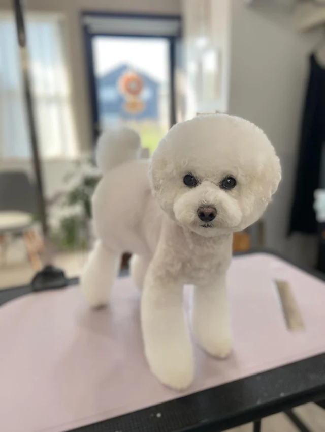 .
はくまい🍚

久々に愛犬の紹介です〜！

お顔  アフロカット
体  5mmバリカン
四肢  ベルボトム
お尻  たまごパンツ
尾  丸

カットの参考にしてください☺️

𖤣𖤥𖠿𖤣𖤥𓂃◌𓈒𓐍𓂃𓈒𓂂✿.*･𖤣𖤥𖠿𖤣𖤥𓂃◌𓈒𓐍𓂃𓈒𓂂✿.*･

dog salon はくまめの家

千葉県野田市七光台71-9

TEL  050-1724-8906

ご予約やお問い合わせはLINEから！
ID  @296oprzy

𖤣𖤥𖠿𖤣𖤥𓂃◌𓈒𓐍𓂃𓈒𓂂✿.*･𖤣𖤥𖠿𖤣𖤥𓂃◌𓈒𓐍𓂃𓈒𓂂✿.*･

#はくまめの家#トリミング#野田市トリミング#七光台#犬#トイプードル#プードルカット#看板犬#はくまい#くろまめ#いぬすたぐらむ#愛犬#テディベア#デザインカット#アフロカット#カット#dog#trimming#トリマー#カット