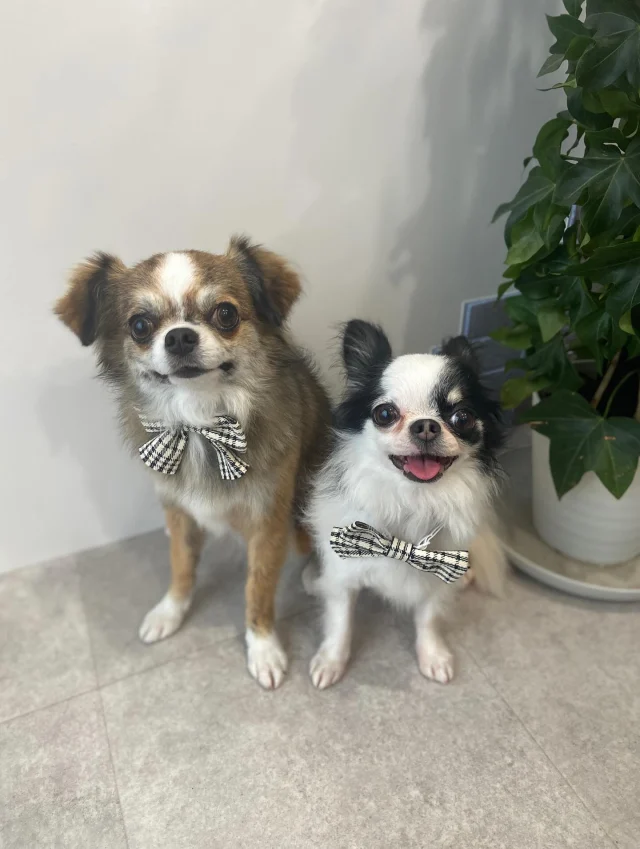 .
ウイちゃん(左)、ルーナちゃん(右)

性格が真逆なおふたり🐶🐶
ウイちゃんはいつもしっぽふりふりで喜んで来てくれるのですが、ルーナちゃんはお店の角に逃げてかたまってしまいかなり人見知りをする子です。

そんな中ルーナちゃんの笑顔が撮れた奇跡の一枚です✨️
ちなみにウイちゃんはいつも真顔です笑

𖤣𖤥𖠿𖤣𖤥𓂃◌𓈒𓐍𓂃𓈒𓂂✿.*･𖤣𖤥𖠿𖤣𖤥𓂃◌𓈒𓐍𓂃𓈒𓂂✿.*･

dog salon はくまめの家

千葉県野田市七光台71-9

TEL  050-1724-8906

ご予約やお問い合わせはLINEから！
ID  @296oprzy

𖤣𖤥𖠿𖤣𖤥𓂃◌𓈒𓐍𓂃𓈒𓂂✿.*･𖤣𖤥𖠿𖤣𖤥𓂃◌𓈒𓐍𓂃𓈒𓂂✿.*･

#はくまめの家#トリミング#野田市トリミング#七光台#犬#トイプードル#プードルカット#看板犬#はくまい#くろまめ#いぬすたぐらむ#愛犬#テディベア#デザインカット#アフロカット#カット#dog#trimming#トリマー#カット#チワワ