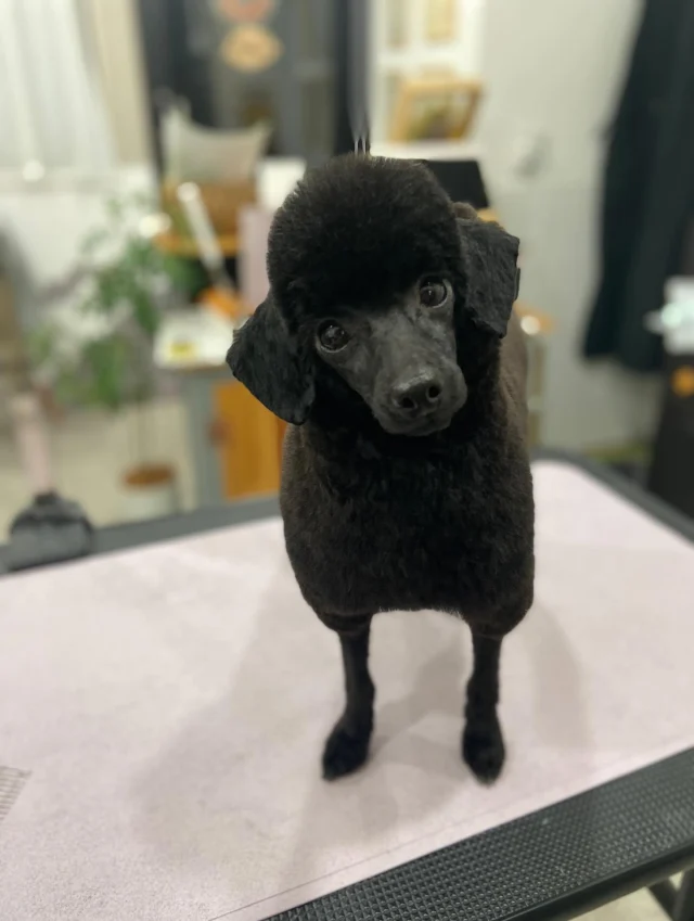 .
くろまめ🫘

看板犬part2です。
はくまいはレアキャラですが、
こちらはよくお店に出没します☺️

お鼻が長めのプードルちゃんは羊カットが似合いますのでぜひ🐑

𖤣𖤥𖠿𖤣𖤥𓂃◌𓈒𓐍𓂃𓈒𓂂✿.*･𖤣𖤥𖠿𖤣𖤥𓂃◌𓈒𓐍𓂃𓈒𓂂✿.*･

dog salon はくまめの家

千葉県野田市七光台71-9

TEL  050-1724-8906

ご予約やお問い合わせはLINEから！
ID  @296oprzy

𖤣𖤥𖠿𖤣𖤥𓂃◌𓈒𓐍𓂃𓈒𓂂✿.*･𖤣𖤥𖠿𖤣𖤥𓂃◌𓈒𓐍𓂃𓈒𓂂✿.*･

#はくまめの家#トリミング#野田市トリミング#七光台#犬#トイプードル#プードルカット#看板犬#はくまい#くろまめ#いぬすたぐらむ#愛犬#テディベア#デザインカット#アフロカット#羊カット#カット#dog#trimming#トリマー