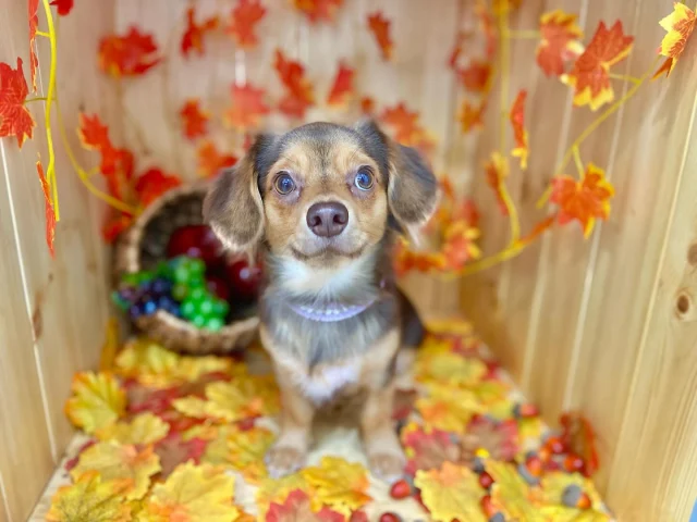 .
今月のフォトブーステーマは紅葉🍁

モデルはベルちゃん！
犬生初めてのシャンプーからご来店頂いております。
苦手だったお手入れも段々とお利口さんに出来るようになり、
身体も大きくなり、すくすく成長する姿を見ることができて嬉しいです🍼

𖤣𖤥𖠿𖤣𖤥𓂃◌𓈒𓐍𓂃𓈒𓂂✿.*･𖤣𖤥𖠿𖤣𖤥𓂃◌𓈒𓐍𓂃𓈒𓂂✿.*･

dog salon はくまめの家

千葉県野田市七光台71-9

TEL  050-1724-8906

ご予約やお問い合わせはLINEから！
ID  @296oprzy

𖤣𖤥𖠿𖤣𖤥𓂃◌𓈒𓐍𓂃𓈒𓂂✿.*･𖤣𖤥𖠿𖤣𖤥𓂃◌𓈒𓐍𓂃𓈒𓂂✿.*･

#はくまめの家#トリミング#野田市トリミング#七光台#犬#トイプードル#プードルカット#看板犬#はくまい#くろまめ#いぬすたぐらむ#愛犬#テディベア#デザインカット#アフロカット#カット#dog#trimming#トリマー#カット