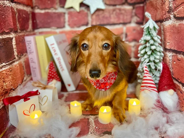 .
今月のフォトブーステーマはクリスマス🎄

モデルはマロンちゃん🌰
保護犬ちゃんで、今の飼い主様に引き取られてからは
歯石をとってもらったり、避妊手術をしてもらったり、
とても大切にされている幸せわんこです！

𖤣𖤥𖠿𖤣𖤥𓂃◌𓈒𓐍𓂃𓈒𓂂✿.*･𖤣𖤥𖠿𖤣𖤥𓂃◌𓈒𓐍𓂃𓈒𓂂✿.*･

dog salon はくまめの家

千葉県野田市七光台71-9

TEL  050-1724-8906

ご予約やお問い合わせはLINEから！
ID  @296oprzy

𖤣𖤥𖠿𖤣𖤥𓂃◌𓈒𓐍𓂃𓈒𓂂✿.*･𖤣𖤥𖠿𖤣𖤥𓂃◌𓈒𓐍𓂃𓈒𓂂✿.*･

#はくまめの家#トリミング#野田市トリミング#七光台#犬#トイプードル#プードルカット#看板犬#はくまい#くろまめ#いぬすたぐらむ#愛犬#テディベア#デザインカット#アフロカット#カット#dog#trimming#トリマー#カット#ダックス