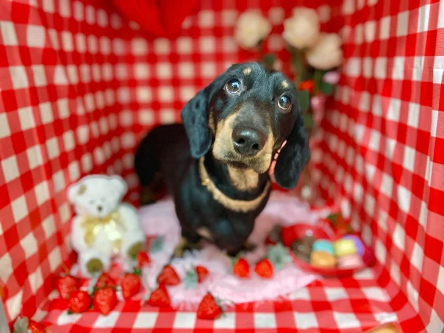 .
今月のフォトブーステーマはバレンタイン🍫
かわい〜い感じに仕上がっております。
⁡
モデルはさんたちゃん！
本当は年末にご予約の連絡を頂いていたお客様です🙇‍♀️ ̖́-‬
お待ち頂きありがとうございました！
⁡
当店にしてよかった！と感想を頂けたこと、嬉しかったです🥰
新年からツルツルカットでハーブパックもお試し頂いてさっぱりしました🌿
⁡
𖤣𖤥𖠿𖤣𖤥𓂃◌𓈒𓐍𓂃𓈒𓂂✿.*･𖤣𖤥𖠿𖤣𖤥𓂃◌𓈒𓐍𓂃𓈒𓂂✿.*･

dog salon はくまめの家

千葉県野田市七光台71-9

TEL  050-1724-8906

ご予約やお問い合わせはLINEから！
ID  @296oprzy

𖤣𖤥𖠿𖤣𖤥𓂃◌𓈒𓐍𓂃𓈒𓂂✿.*･𖤣𖤥𖠿𖤣𖤥𓂃◌𓈒𓐍𓂃𓈒𓂂✿.*･

#はくまめの家#トリミング#野田市トリミング#七光台#犬#トイプードル#プードルカット#看板犬#はくまい#くろまめ#いぬすたぐらむ#愛犬#テディベア#デザインカット#アフロカット#カット#dog#trimming#トリマー#新年#ダックス