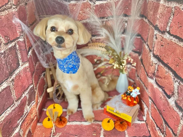 .
今月のフォトブーステーマはハロウィン🎃

モデルはごん太ちゃんです🐾
初めましてでしたが、とっても人懐こくお利口さんでした！
カメラを向けると二足歩行でアピールをしてくれて可愛かったです🤣

𖤣𖤥𖠿𖤣𖤥𓂃◌𓈒𓐍𓂃𓈒𓂂✿.*･𖤣𖤥𖠿𖤣𖤥𓂃◌𓈒𓐍𓂃𓈒𓂂✿.*･

dog salon はくまめの家

千葉県野田市七光台71-9

TEL  050-1724-8906

ご予約やお問い合わせはLINEから！
ID  @296oprzy

𖤣𖤥𖠿𖤣𖤥𓂃◌𓈒𓐍𓂃𓈒𓂂✿.*･𖤣𖤥𖠿𖤣𖤥𓂃◌𓈒𓐍𓂃𓈒𓂂✿.*･

#はくまめの家#トリミング#野田市トリミング#七光台#犬#トイプードル#プードルカット#看板犬#はくまい#くろまめ#いぬすたぐらむ#愛犬#テディベア#デザインカット#アフロカット#サスペンダーカット#おパンツカット#羊カット#dog#trimming#トリマー#カット