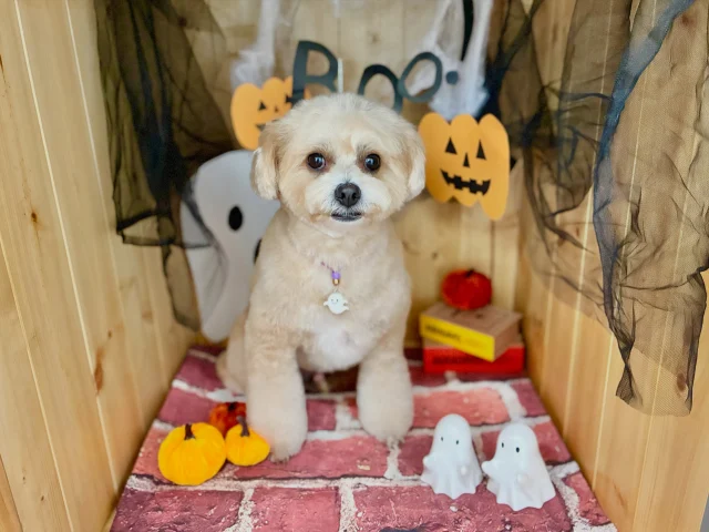 .
今月のフォトブーステーマはハロウィン🎃

モデルはグルムちゃんです！
トリミングはとっても大人しくてお利口さん‪✂︎‬
終わったあとはずーーーっとくっついて歩いてきてはお腹を出して、なでて〜とアピールがとっても上手なわんこさんです🐶
⁡
𖤣𖤥𖠿𖤣𖤥𓂃◌𓈒𓐍𓂃𓈒𓂂✿.*･𖤣𖤥𖠿𖤣𖤥𓂃◌𓈒𓐍𓂃𓈒𓂂✿.*･

dog salon はくまめの家

千葉県野田市七光台71-9

TEL  050-1724-8906

ご予約やお問い合わせはLINEから！
ID  @296oprzy

𖤣𖤥𖠿𖤣𖤥𓂃◌𓈒𓐍𓂃𓈒𓂂✿.*･𖤣𖤥𖠿𖤣𖤥𓂃◌𓈒𓐍𓂃𓈒𓂂✿.*･

#はくまめの家#トリミング#野田市トリミング#七光台#犬