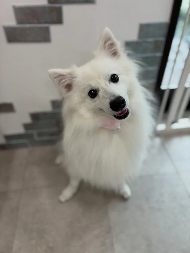 .
らんちゃん🐶
⁡
にっこり笑顔☺️
カメラ目線が得意で首を傾げて上目遣いをしてくれます。
好奇心旺盛で、色々なものを出してきてはせっせと運びます🏃‪
⁡｢見て！｣と言わんばかりにしっぽを振って自慢してくれるのがなんとも可愛く、癒されてしまいました💭

𖤣𖤥𖠿𖤣𖤥𓂃◌𓈒𓐍𓂃𓈒𓂂✿.*･𖤣𖤥𖠿𖤣𖤥𓂃◌𓈒𓐍𓂃𓈒𓂂✿.*･

dog salon はくまめの家

千葉県野田市七光台71-9

TEL  050-1724-8906

ご予約やお問い合わせはLINEから！
ID  @296oprzy

𖤣𖤥𖠿𖤣𖤥𓂃◌𓈒𓐍𓂃𓈒𓂂✿.*･𖤣𖤥𖠿𖤣𖤥𓂃◌𓈒𓐍𓂃𓈒𓂂✿.*･

#はくまめの家#トリミング#野田市トリミング#七光台#犬