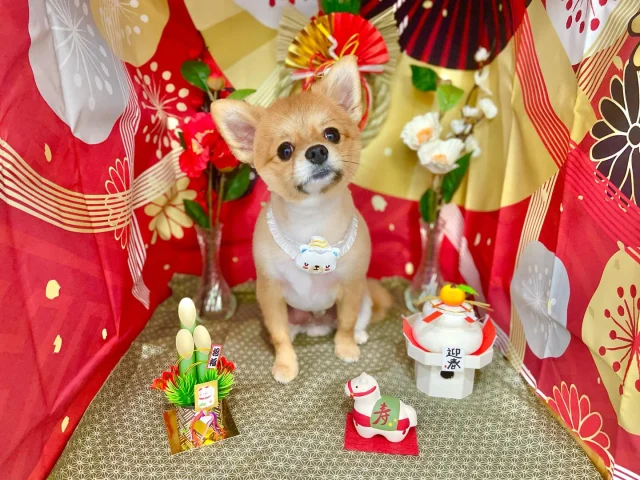 .
今月のフォトブーステーマはお正月🎍
⁡
モデルはこんちゃん！
犬生3回目のカットだそうでバリカンの音を怖がっていましたが、頑張ってくれました☺️
少しずつ慣れていこうね👯‍♀️
⁡おヒゲが左右でキレイに白黒分かれていてオシャレさんでした🤍🖤

𖤣𖤥𖠿𖤣𖤥𓂃◌𓈒𓐍𓂃𓈒𓂂✿.*･𖤣𖤥𖠿𖤣𖤥𓂃◌𓈒𓐍𓂃𓈒𓂂✿.*･

dog salon はくまめの家

千葉県野田市七光台71-9

TEL  050-1724-8906

ご予約やお問い合わせはLINEから！
ID  @296oprzy

𖤣𖤥𖠿𖤣𖤥𓂃◌𓈒𓐍𓂃𓈒𓂂✿.*･𖤣𖤥𖠿𖤣𖤥𓂃◌𓈒𓐍𓂃𓈒𓂂✿.*･

#はくまめの家#トリミング#野田市トリミング#七光台#犬#トイプードル#プードルカット#看板犬#はくまい#くろまめ#いぬすたぐらむ#愛犬#テディベア#デザインカット#アフロカット#カット#dog#trimming#トリマー