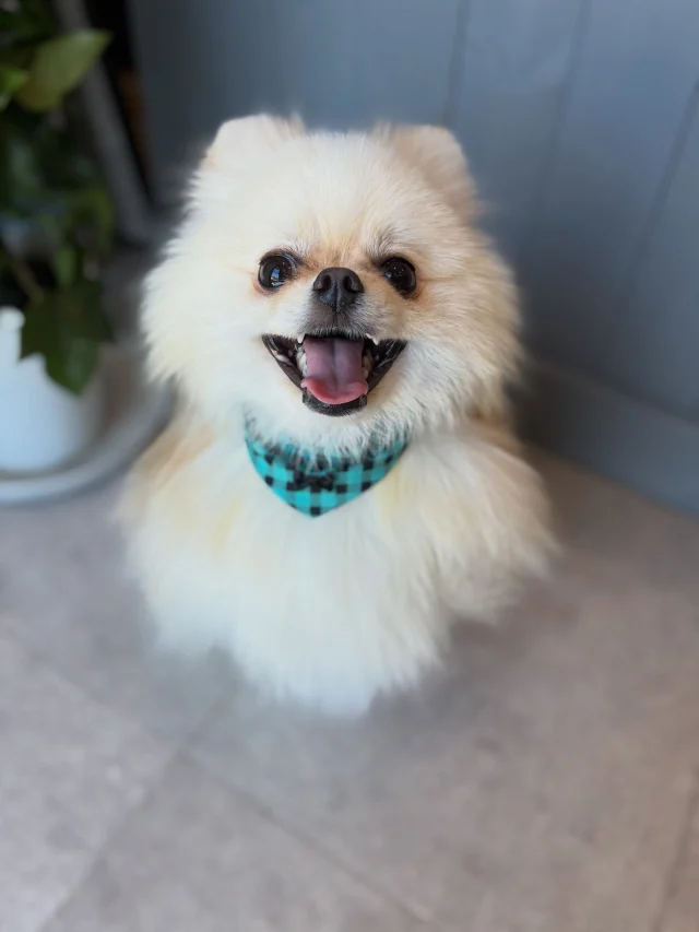 .
小鉄ちゃん🐶
⁡
おでこにトレードマークのM字がある小鉄ちゃん。
笑顔が可愛すぎて思わずパシャリ📷
⁡
𖤣𖤥𖠿𖤣𖤥𓂃◌𓈒𓐍𓂃𓈒𓂂✿.*･𖤣𖤥𖠿𖤣𖤥𓂃◌𓈒𓐍𓂃𓈒𓂂✿.*･

dog salon はくまめの家

千葉県野田市七光台71-9

TEL  050-1724-8906

ご予約やお問い合わせはLINEから！
ID  @296oprzy

𖤣𖤥𖠿𖤣𖤥𓂃◌𓈒𓐍𓂃𓈒𓂂✿.*･𖤣𖤥𖠿𖤣𖤥𓂃◌𓈒𓐍𓂃𓈒𓂂✿.*･

#はくまめの家#トリミング#野田市トリミング#七光台#犬