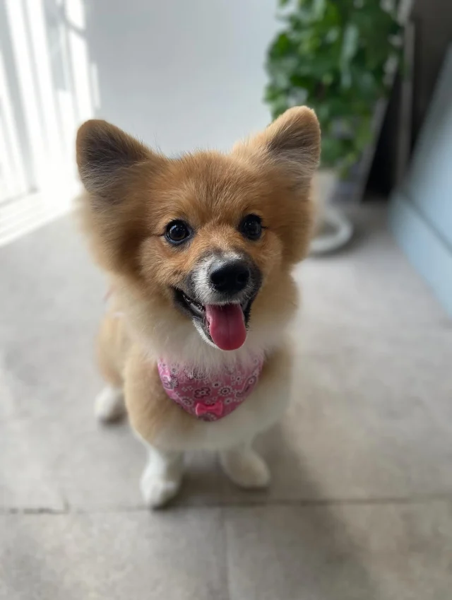 .
ぽんちゃん

初めてのシャンプーでした✨️
ポメラニアンとコーギーのmixちゃんだそうです☺️
まだ仔犬のわちゃわちゃ感があり写真撮影が難しいかな…と苦戦していたのですが、おやつを見せるとピタッと上手なお座りをしてくれました🍪
｢山﨑さんにお願いしてよかった｣と感想を頂けたこと、本当に嬉しかったです😭

𖤣𖤥𖠿𖤣𖤥𓂃◌𓈒𓐍𓂃𓈒𓂂✿.*･𖤣𖤥𖠿𖤣𖤥𓂃◌𓈒𓐍𓂃𓈒𓂂✿.*･

dog salon はくまめの家

千葉県野田市七光台71-9

TEL  050-1724-8906

ご予約やお問い合わせはLINEから！
ID  @296oprzy

𖤣𖤥𖠿𖤣𖤥𓂃◌𓈒𓐍𓂃𓈒𓂂✿.*･𖤣𖤥𖠿𖤣𖤥𓂃◌𓈒𓐍𓂃𓈒𓂂✿.*･

#はくまめの家#トリミング#野田市トリミング#七光台#犬#トイプードル#プードルカット#看板犬#はくまい#くろまめ#いぬすたぐらむ#愛犬#テディベア#デザインカット#アフロカット#カット#dog#trimming#トリマー#ガット#ファーストトリミング