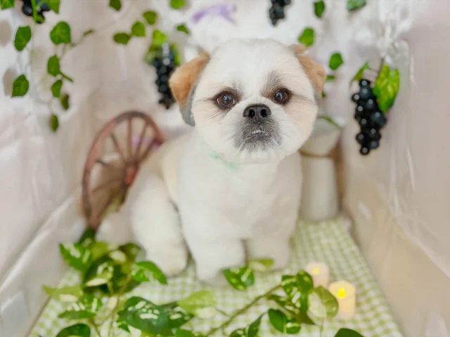 .
今月のフォトブーステーマはぶどう狩り🍇
⁡
モデルはいくらちゃんです！
ふんわりまあるいカットが似合っていて可愛いいくらちゃん☺️
初めてのホテルは夜も吠えることなくお利口さんに寝てくれていました😴
⁡
𖤣𖤥𖠿𖤣𖤥𓂃◌𓈒𓐍𓂃𓈒𓂂✿.*･𖤣𖤥𖠿𖤣𖤥𓂃◌𓈒𓐍𓂃𓈒𓂂✿.*･

dog salon はくまめの家

千葉県野田市七光台71-9

TEL  050-1724-8906

ご予約やお問い合わせはLINEから！
ID  @296oprzy

𖤣𖤥𖠿𖤣𖤥𓂃◌𓈒𓐍𓂃𓈒𓂂✿.*･𖤣𖤥𖠿𖤣𖤥𓂃◌𓈒𓐍𓂃𓈒𓂂✿.*･

#はくまめの家#トリミング#野田市トリミング#七光台#犬