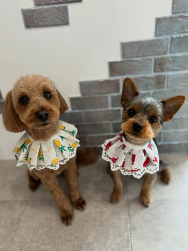 .
小麦ちゃん&琥珀ちゃん🐶🐶
⁡
今までは小麦ちゃん一頭でご来店頂いておりましたが、
お休みの間に新メンバー琥珀ちゃんが加わり、賑やかになりました‪🫶
⁡
まだまだ距離感が微妙〜な感じの2人ですが、
徐々に仲良くなっていくのかな、と楽しみにしております🤍
⁡
𖤣𖤥𖠿𖤣𖤥𓂃◌𓈒𓐍𓂃𓈒𓂂✿.*･𖤣𖤥𖠿𖤣𖤥𓂃◌𓈒𓐍𓂃𓈒𓂂✿.*･

dog salon はくまめの家

千葉県野田市七光台71-9

TEL  050-1724-8906

ご予約やお問い合わせはLINEから！
ID  @296oprzy

𖤣𖤥𖠿𖤣𖤥𓂃◌𓈒𓐍𓂃𓈒𓂂✿.*･𖤣𖤥𖠿𖤣𖤥𓂃◌𓈒𓐍𓂃𓈒𓂂✿.*･

#はくまめの家#トリミング#野田市トリミング#七光台#犬