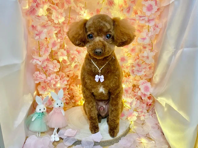 .
今月のフォトブーステーマは桜🌸
⁡
モデルはuruちゃんです！
他のわんこがいる時はイスの上でじーっとしているuruちゃんですが、1人になるとしっぽをふりふりしてかまって〜と楽しそうにしてくれて可愛いです🤍

𖤣𖤥𖠿𖤣𖤥𓂃◌𓈒𓐍𓂃𓈒𓂂✿.*･𖤣𖤥𖠿𖤣𖤥𓂃◌𓈒𓐍𓂃𓈒𓂂✿.*･

dog salon はくまめの家

千葉県野田市七光台71-9

TEL  050-1724-8906

ご予約やお問い合わせはLINEから！
ID  @296oprzy

𖤣𖤥𖠿𖤣𖤥𓂃◌𓈒𓐍𓂃𓈒𓂂✿.*･𖤣𖤥𖠿𖤣𖤥𓂃◌𓈒𓐍𓂃𓈒𓂂✿.*･

#はくまめの家#トリミング#野田市トリミング#七光台#犬