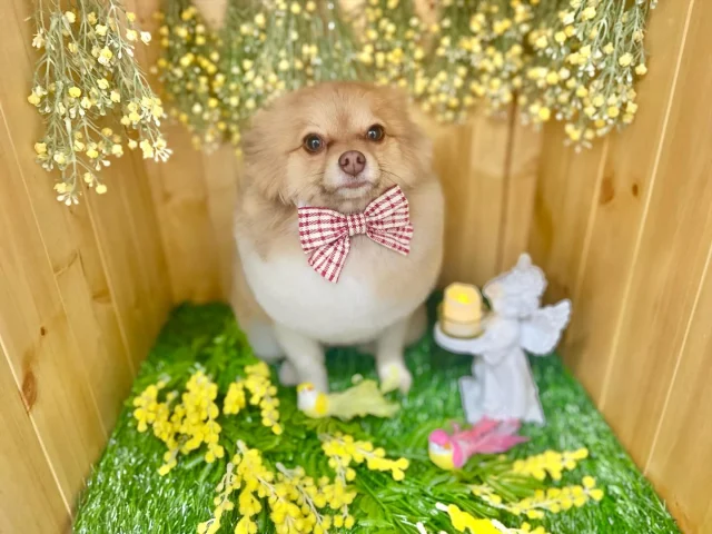 .
今月のフォトブーステーマはミモザ畑🌼.*

モデルはクレアちゃんです！
まんまるアザラシカットがお似合いのクレアちゃん🦭
耳が垂れていると更にアザラシ感UPです🤭

𖤣𖤥𖠿𖤣𖤥𓂃◌𓈒𓐍𓂃𓈒𓂂✿.*･𖤣𖤥𖠿𖤣𖤥𓂃◌𓈒𓐍𓂃𓈒𓂂✿.*･

dog salon はくまめの家

千葉県野田市七光台71-9

TEL  050-1724-8906

ご予約やお問い合わせはLINEから！
ID  @296oprzy

𖤣𖤥𖠿𖤣𖤥𓂃◌𓈒𓐍𓂃𓈒𓂂✿.*･𖤣𖤥𖠿𖤣𖤥𓂃◌𓈒𓐍𓂃𓈒𓂂✿.*･

#はくまめの家#トリミング#野田市トリミング#七光台#犬